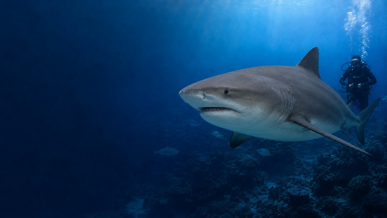Bull shark dive in Cancun